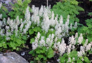 tiarella_001